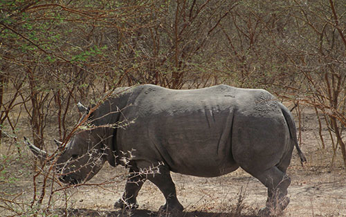 Bandia rinoceronte_guiasenegal