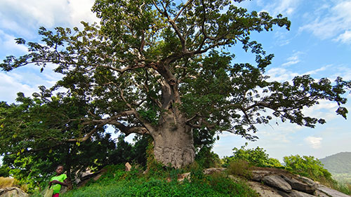 Iwol gran baobab_guiasenegal.com